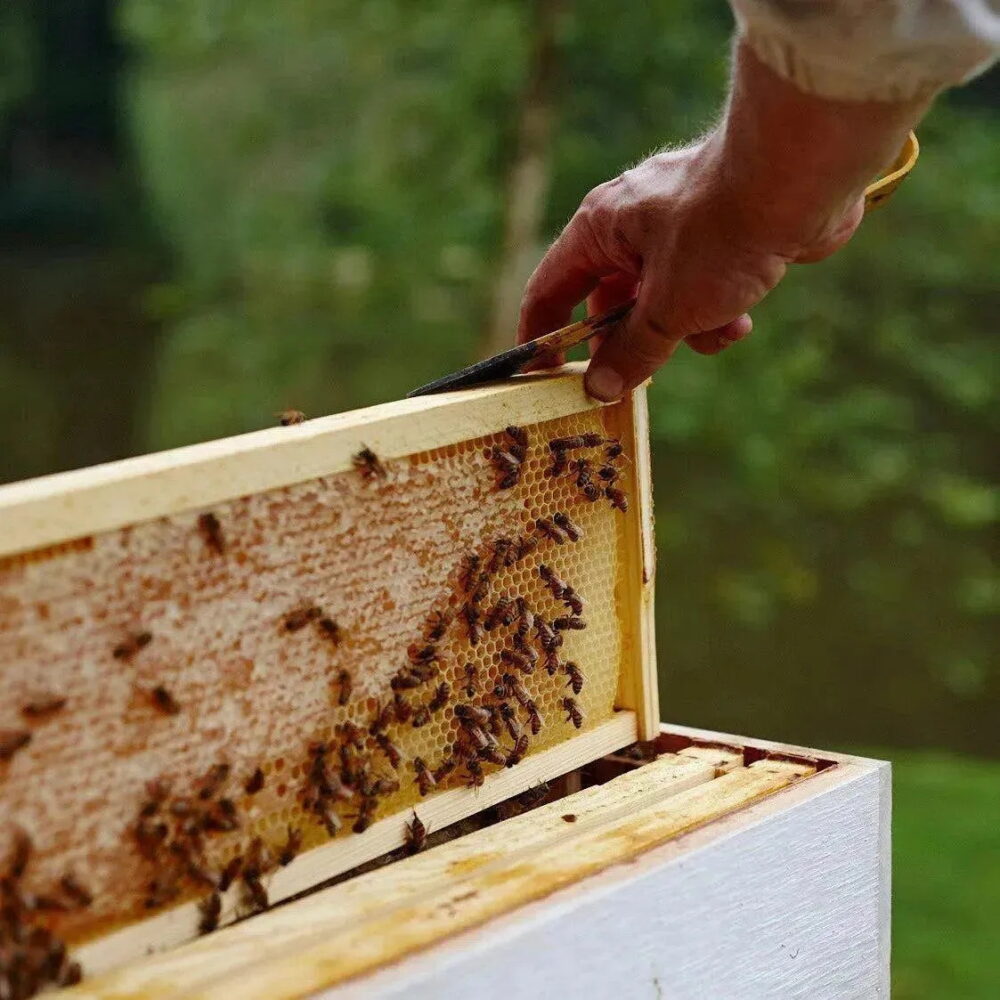 Pszczelarz wyciągający ramkę z miodem z ula – realna praca w pasiece i produkcja miodu