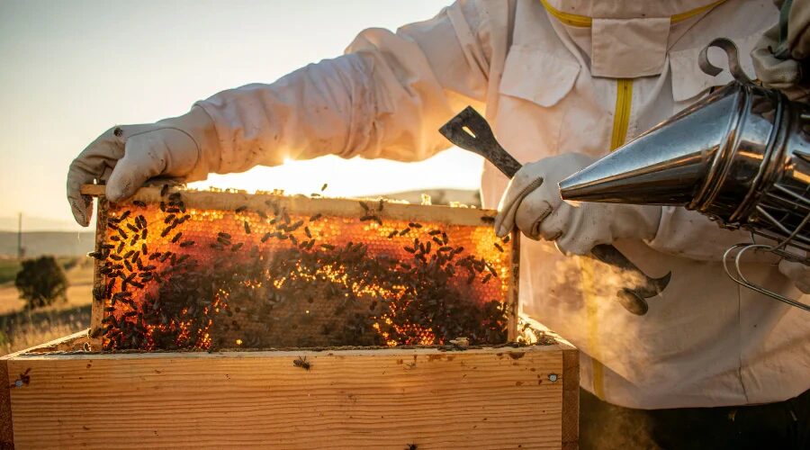 Początkująca pasieka z kilkoma ulami i pszczelarzem podczas przeglądu
