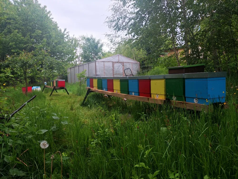 Pasieka z ulami wśród zieleni – obowiązek rejestracji pasieki w 2026 roku
