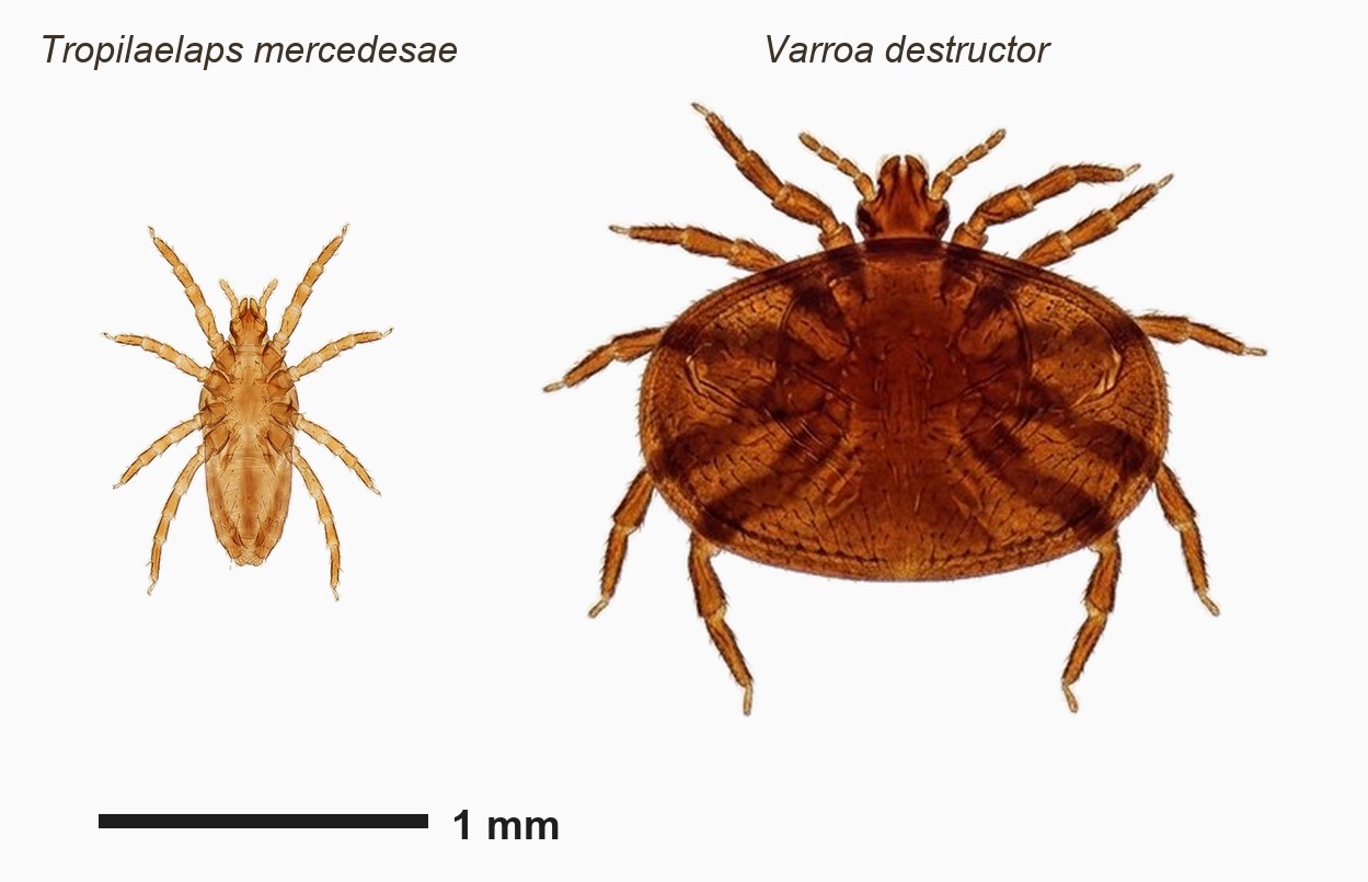 Tropilaelaps mercedesae i Varroa destructor w tej samej skali Porównanie sylwetek w tej samej skali — po lewej wydłużony Tropilaelaps mercedesae, po prawej znacznie szersza Varroa destructor, skalówka 1 mm